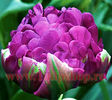 Bulbi Lalele Negrita Double (Tulip)