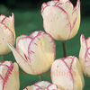 Bulbi Lalele Shirley (Tulip)