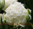 Bulbi Lalele Snow Crystal (Tulip)