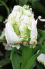 Bulbi Lalele Super Parrot (Tulip)