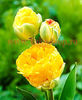 Bulbi Lalele Double Beauty of Apeldorn (Tulip)