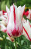 Bulbi Lalele Marilyn (Tulip)