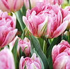 Bulbi Lalele Peach Blossom (Tulip)
