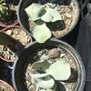 Kalanchoe thirsiflora