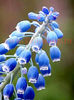 Bulbi Muscari Armeniacum