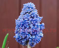 Bulbi Muscari Blue Spike