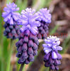 Bulbi Muscari Latifolium