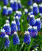 Bulbi Muscari Mount Hood