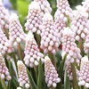 Bulbi Muscari Pink Sunrise