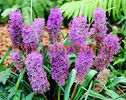 Bulbi Muscari Plumosum