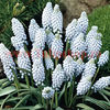 Bulbi Muscari Valerie Finish
