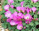Bulbi Oxalis Adenophylla (Trifoi)
