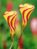 Bulbi Oxalis Golden Cape (Trifoi)