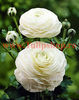 Bulbi Ranunculus Alb (Piciorul Cocosului)