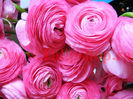 Bulbi Ranunculus Roz (Piciorul Cocosului)