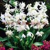 Bulbi Viorea Alba (Scilla)