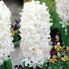 Bulbi Zambile Carnegie (Hyacinthus)