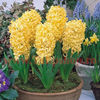 Bulbi Zambile City of Haarlem (Hyacinthus)