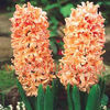 Bulbi Zambile Gipsy Queen (Hyacinthus)