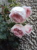 DSC04394