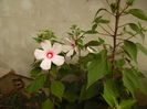 Mouscheutos-multumesc Floralia