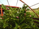 Un val de boboci