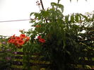 Campsis