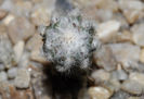 Discocactus horstii