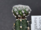 Discocactus horstii
