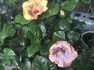 WIN_20160812_074408