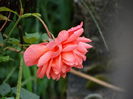 DSC09855