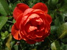 DSC09780