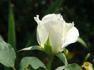 DSC09792