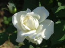 DSC09795