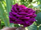 DSC09800