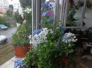 Plumbago