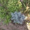 Picea globosa