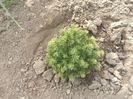 Picea alberta globe