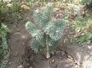 Abies lasiocarpa compacta