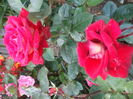 DSCF7824