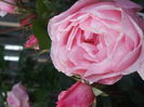 DSCF7826