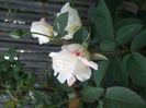 DSCF7827