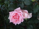 DSCF7841