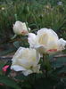DSCF7849