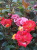 DSCF7851