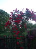 DSCF7866