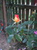 DSCF7868