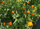 DSCF7957