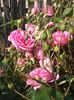 DSCF7959