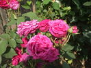 DSCF7960